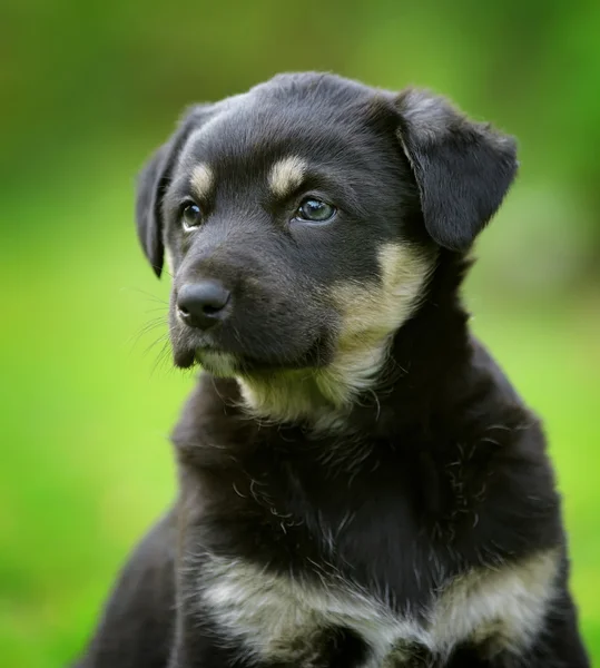 Bahçede köpek yavrusu — Stok fotoğraf