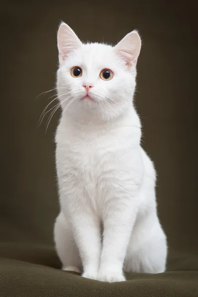Hermoso gato blanco con ojos amarillos — Foto de Stock