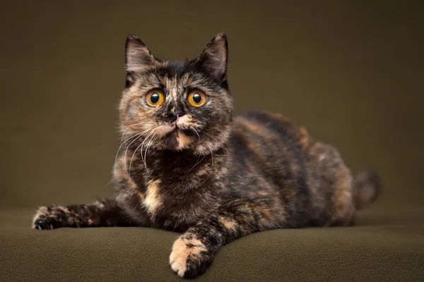 Schöne Schildpatt-Katze mit gelben Augen — Stockfoto