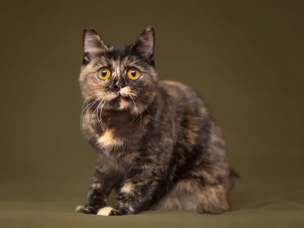 Hermosa tortuga gato con ojos amarillos — Foto de Stock