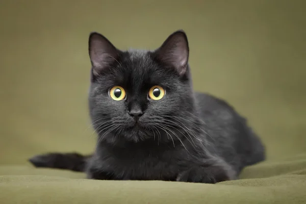 Bellissimo gatto nero con gli occhi gialli — Foto Stock