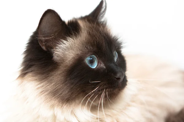 Huvudet siamese katt på nära håll på en vit bakgrund — Stockfoto