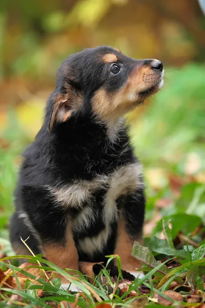 Filhote de cachorro no jardim — Fotografia de Stock