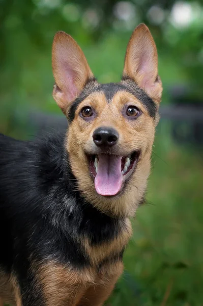 Happy dog portrait in summer — Stock Photo, Image