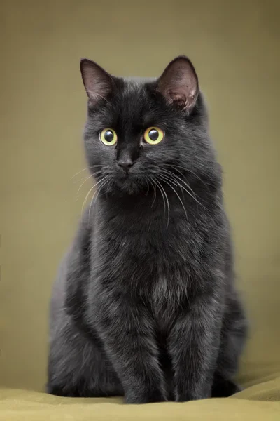 Hermoso gato negro con ojos amarillos — Foto de Stock