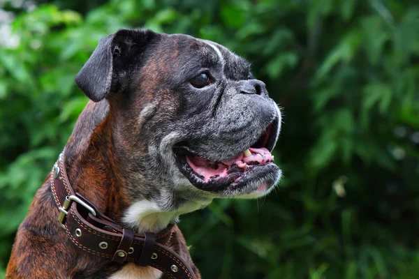 Boxer dog portrait Stock Photo