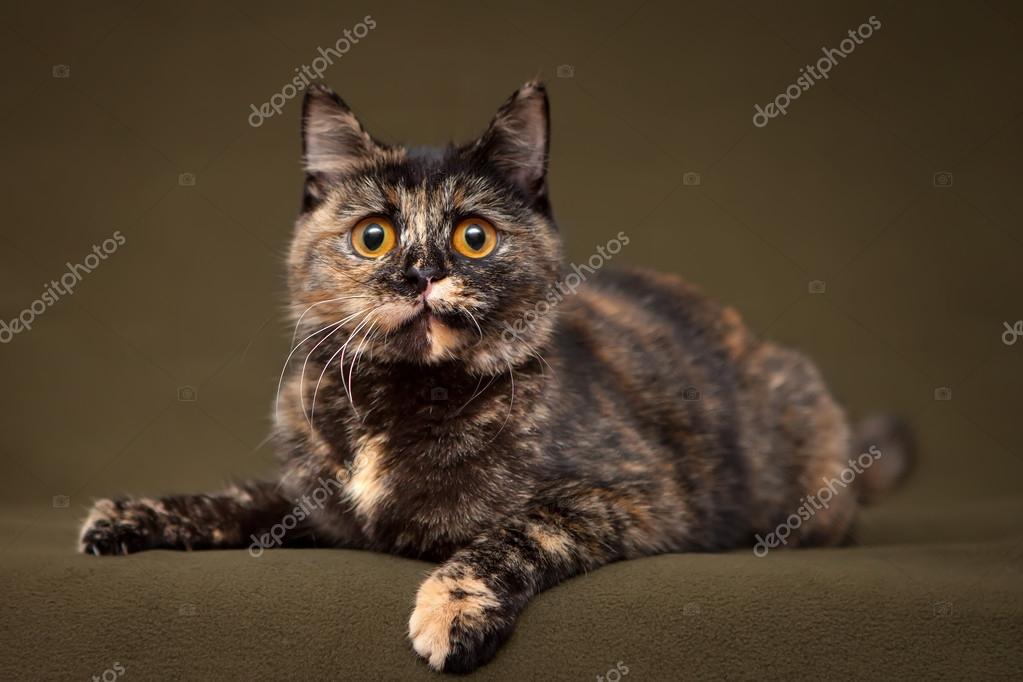 Tortoiseshell Stock Photos Royalty Free Tortoiseshell Images Depositphotos