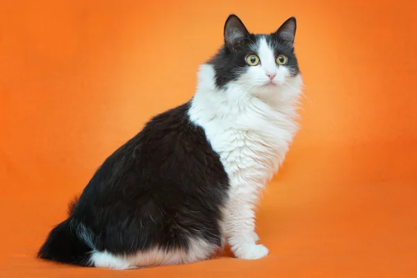 Gato preto e branco sentado no fundo laranja — Fotografia de Stock