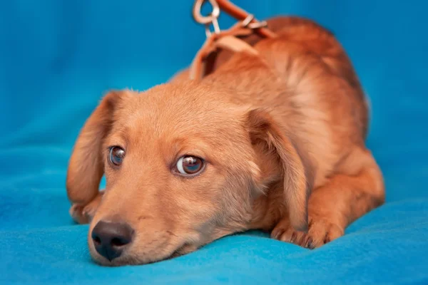 Filhote de cachorro muito jovem Relaxante no azul — Fotografia de Stock