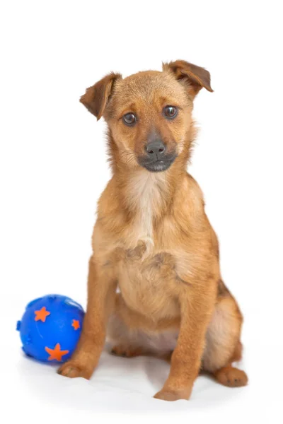 Kleiner Hund mit Ball isoliert auf weiß — Stockfoto