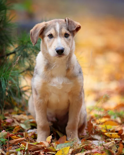 Bir köpek yavrusu güzel açık portresi — Stok fotoğraf