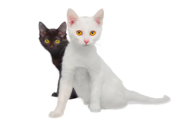 Gatos pretos e brancos — Fotografia de Stock