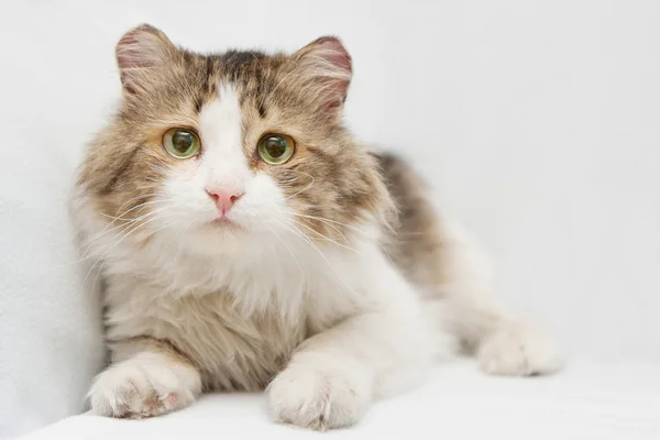 beyaz zemin üzerine hüzünlü gözleri ile kedi