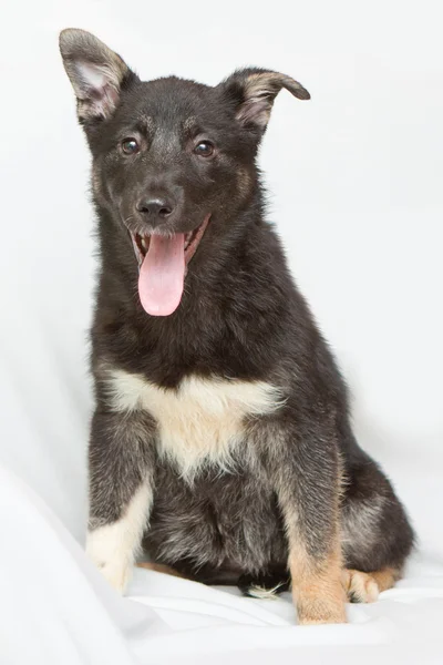 Beyaz zemin üzerine oturan siyah köpek yavrusu — Stok fotoğraf