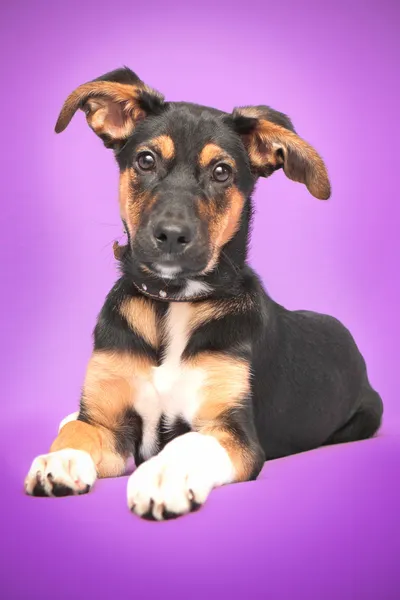 Cão engraçado com orelhas grandes sentado em roxo — Fotografia de Stock