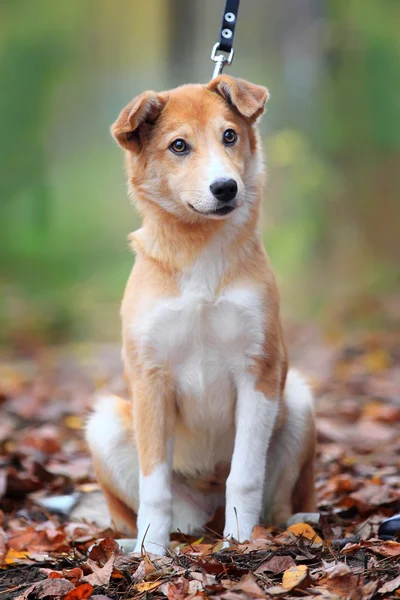 Schönes Außenporträt eines jungen roten Hundes — Stockfoto