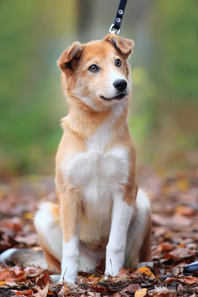 Schönes Außenporträt eines jungen roten Hundes — Stockfoto