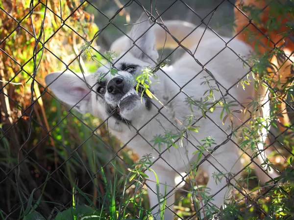 Cane arrabbiato in una gabbia d'acciaio — Foto Stock