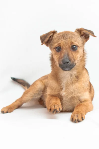 Small dog on white background Stock Image