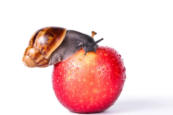 Чорний равлик на червоному яблуці — стокове фото