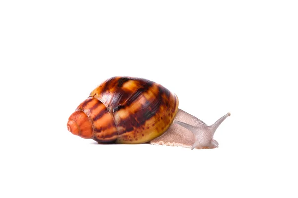 Cream snail on isolated white background — Stock Photo, Image