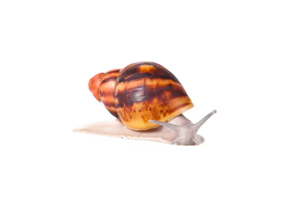 Cream snail on isolated white background — Stock Photo, Image