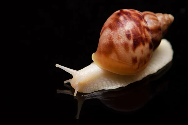 Caracol crema sobre fondo negro aislado —  Fotos de Stock