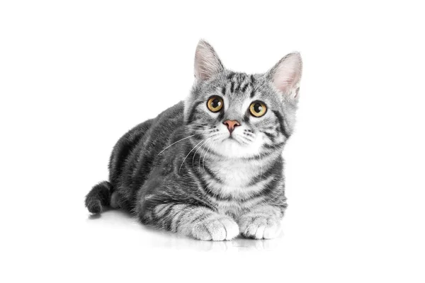 Gatto grigio tabby sdraiato su sfondo bianco — Foto Stock