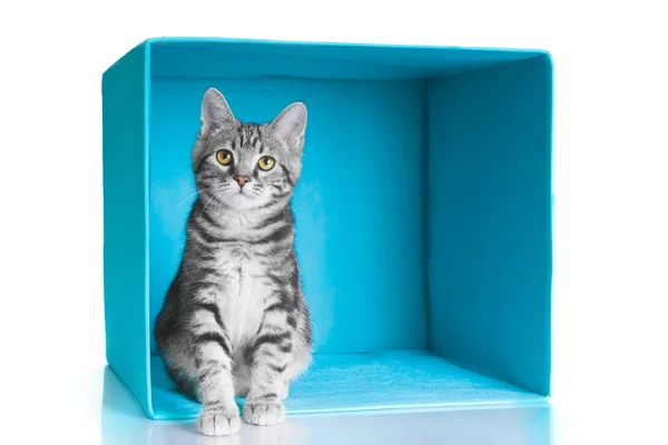 Tabby gato cinza em cubo azul — Fotografia de Stock