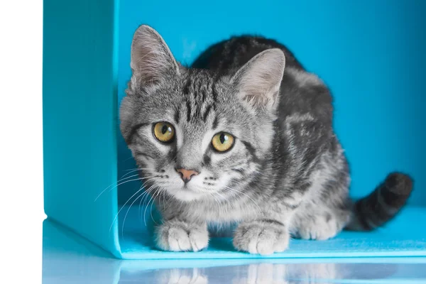 Tabby gato cinza em cubo azul — Fotografia de Stock