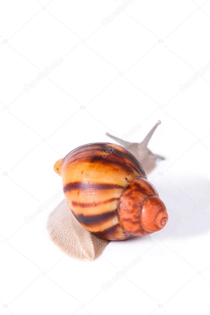 Cream snail on isolated white background