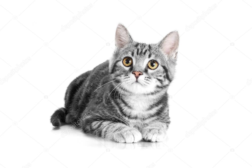Tabby grey cat lying on white background