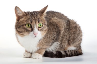 yalıtılmış zemin üzerine yeşil gözlü tekir kedi