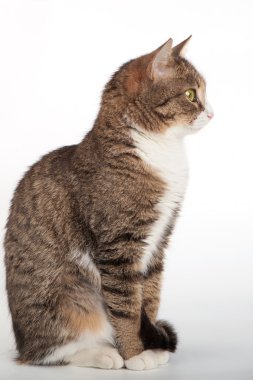 yalıtılmış zemin üzerine yeşil gözlü tekir kedi