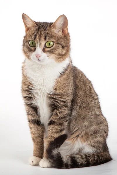 Tabby gato com olhos verdes em fundo isolado — Fotografia de Stock