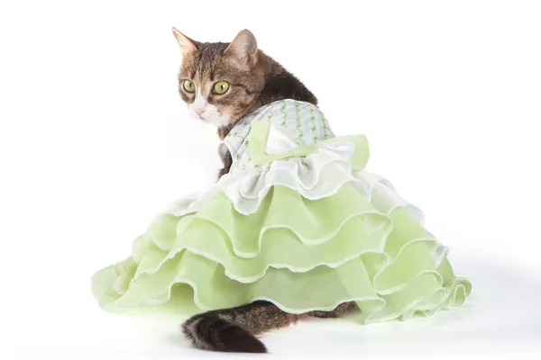 Cat in green frilling dress on white background — Stock Photo, Image