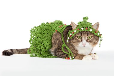 Noel ağacını giyiyor kedi üzerinde beyaz izole