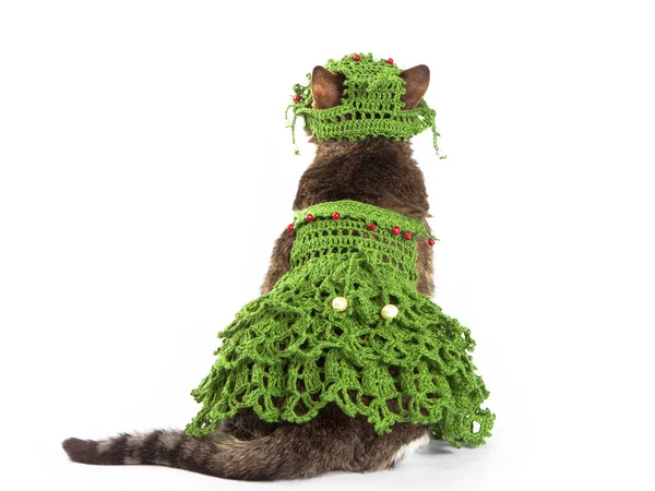 Gato vistiendo un árbol de Navidad está aislado en blanco — Foto de Stock