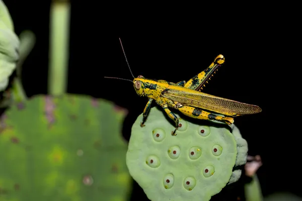 Grasshopper amarillo se sienta en una flor verde — Foto de Stock