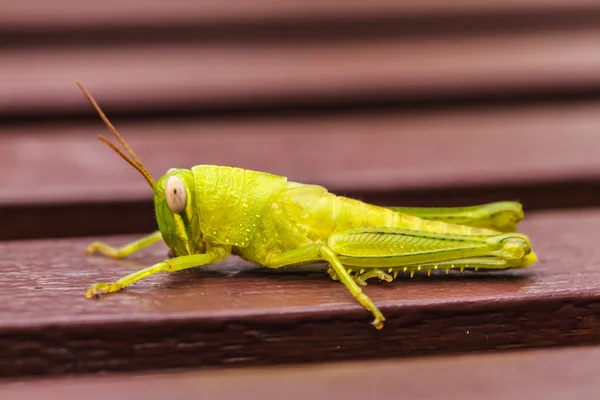 Pequeño Grasshopper verde se sienta en los bares —  Fotos de Stock