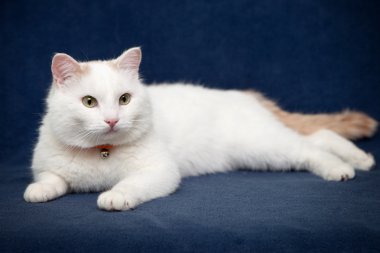 yeşil bir battaniye var yalan beyaz kedi