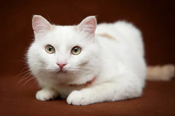 Gato blanco acostado sobre manta verde —  Fotos de Stock