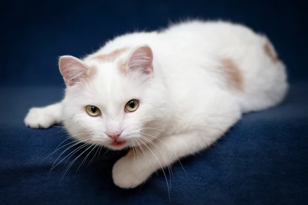 Gato branco deitado no cobertor verde — Fotografia de Stock