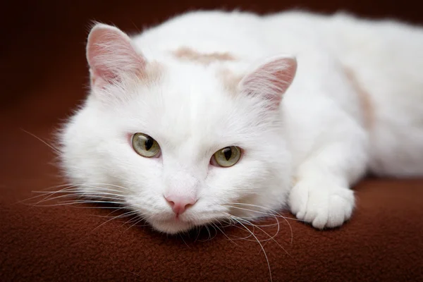 Yeşil bir battaniye var yalan beyaz kedi — Stok fotoğraf