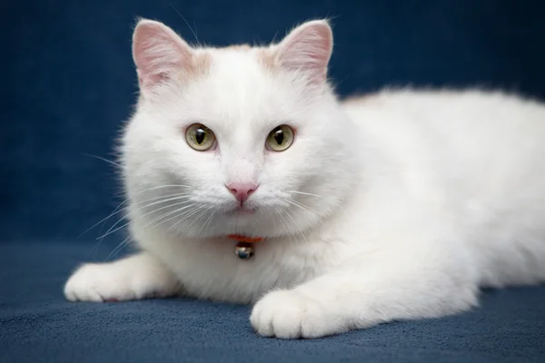 Biały kot leżący na zielony koc — Zdjęcie stockowe