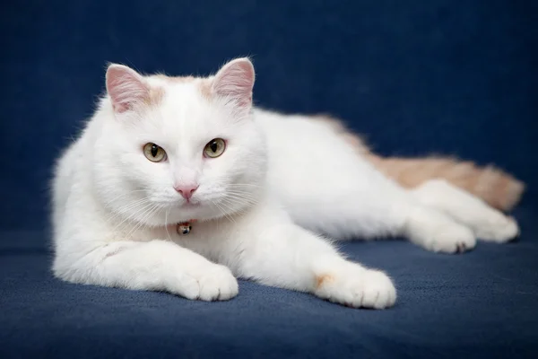 Yeşil bir battaniye var yalan beyaz kedi — Stok fotoğraf