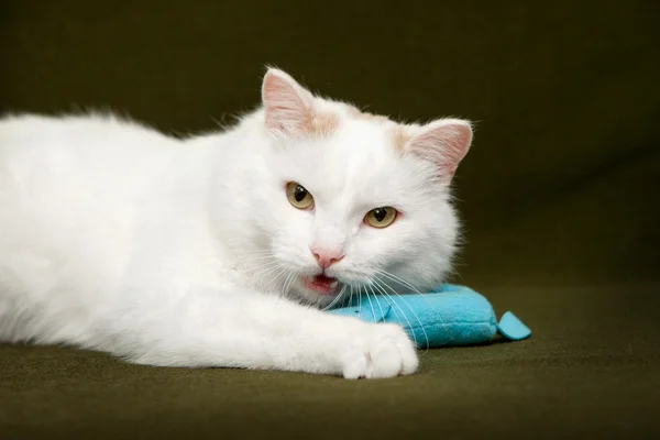 Gatto bianco sdraiato con il mouse sulla coperta verde — Foto Stock