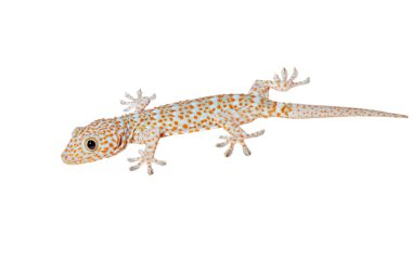 Tokay Gecko