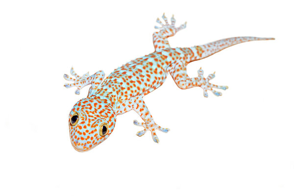 Tokay gecko