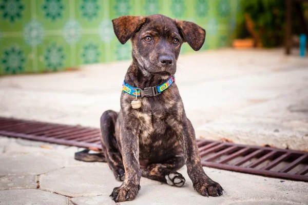 Puppy sits on a ceramic tile — Stock Photo, Image